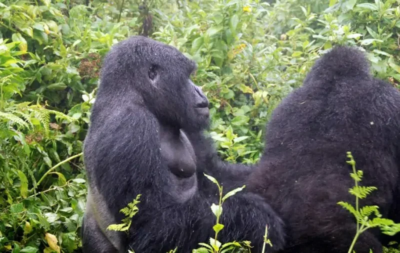 moutain-gorilla43-1024x640 14 days Rwanda Gorilla and Uganda Tour