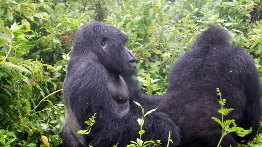 14 days Rwanda Gorilla and Uganda Tour