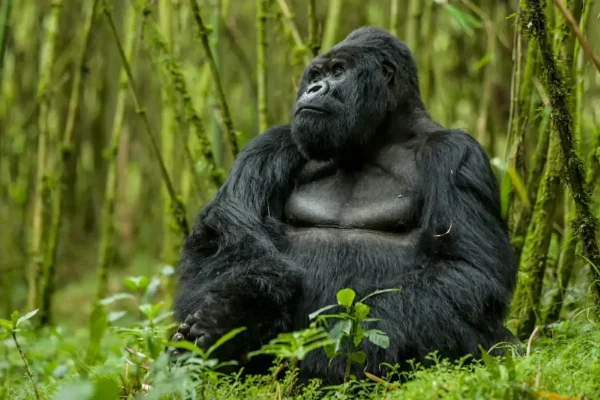 Gorilla in Bwindi