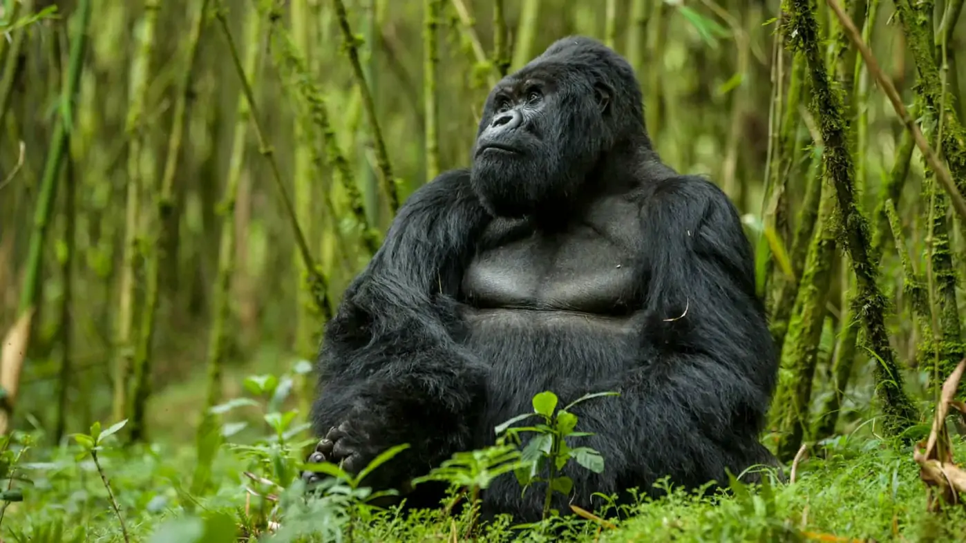 Gorilla in Bwindi