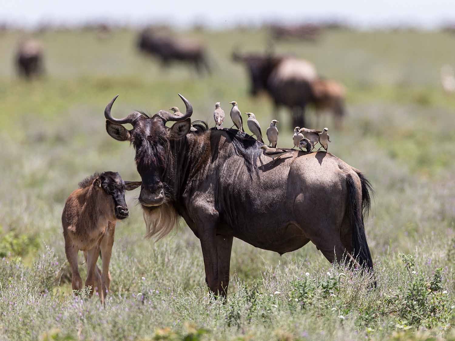 Great Migration Calving Season