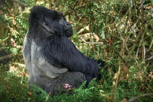 1 Day Bwindi Gorilla Trekking Safari