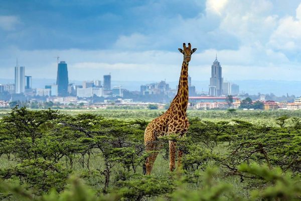 1 Day Nairobi National Park & Giraffe Centre Safari