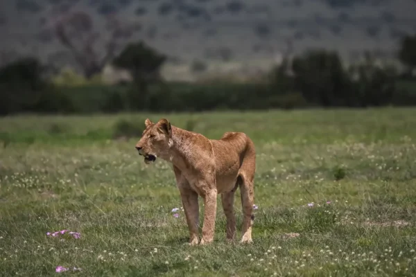10-Day A Taste of Kenya Safari