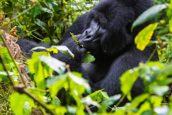 10-Day Best of Rwanda Gorilla, Chimp, and Wildlife Safari 10-Day Best of Rwanda Gorilla, Chimp, and Wildlife Safari