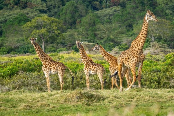 10-Day Tanzania Wildlife Discovery Adventure 10-Day Tanzania Wildlife Discovery Adventure