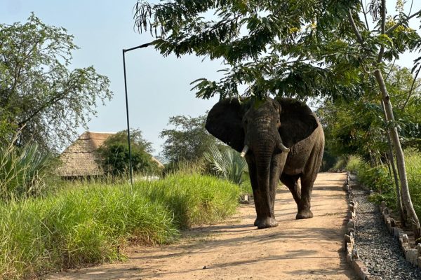 10-Days Kenya Big Five and Uganda Primate Safari 10-Days Kenya Big Five and Uganda Primate Safari