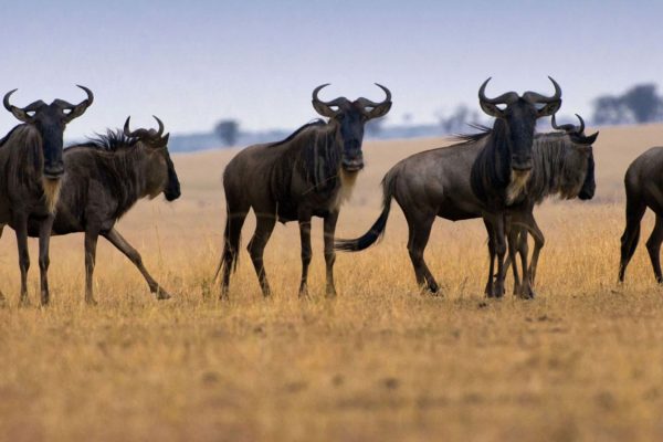 12-Day Tanzania Adventure (Serengeti Migration + Big Five)