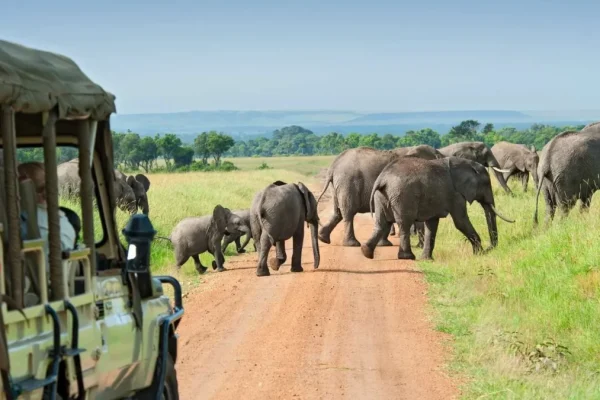 15-Day Uganda Game Drives Safari