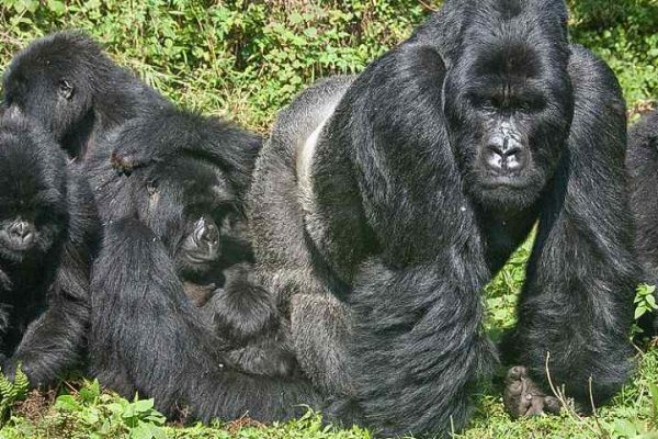 4-Day Rwanda Gorilla and Golden Monkey Trek 4-Day Rwanda Gorilla and Golden Monkey Trek