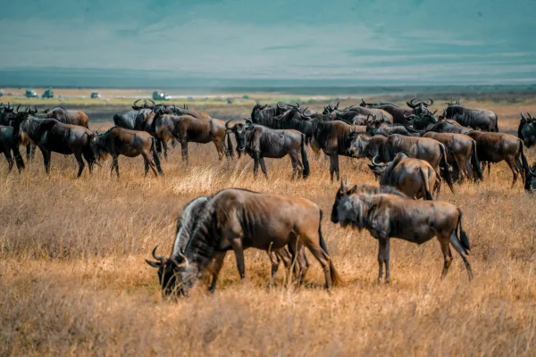 5-Day Enjoy Tanzania Great Migration Safari
