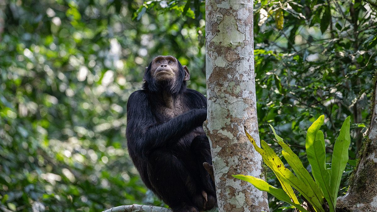 5 Days Rwanda Primates Safari