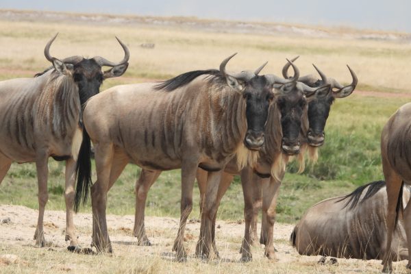 6-Day Northern to Southern Kenya Safari