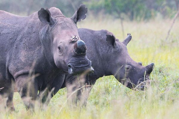 6-Day Rwanda Akagera Safari, Rwanda Culture & Kivu Trip 6-Day Rwanda Akagera Safari, Rwanda Culture & Kivu Trip