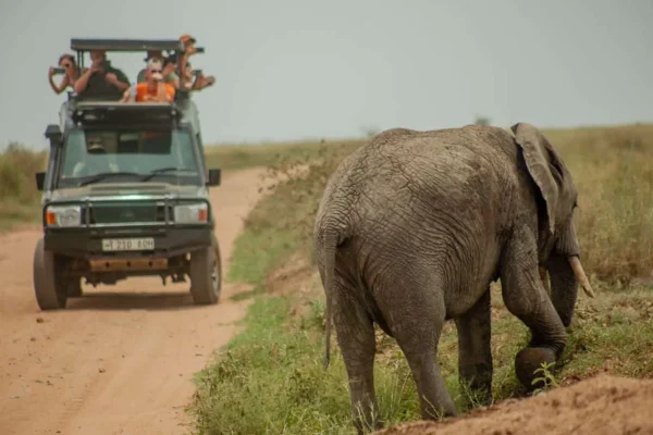 7-Day Best of Tanzania Luxury Safari Tour 7-Day Best of Tanzania Luxury Safari Tour