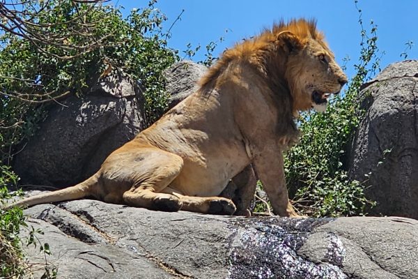 7 Days 6 Nights Tanzania Northern Circuit Wildlife Safari