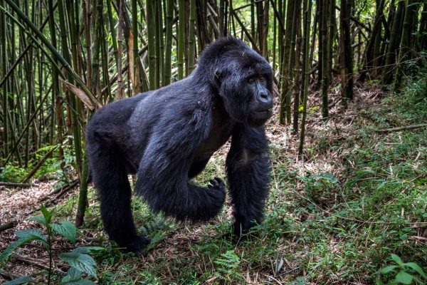 9-Day Explore the Best of Rwanda 9-Day Explore the Best of Rwanda