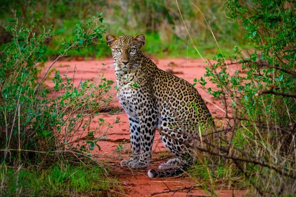 7-Days Kenya Wildlife Adventure