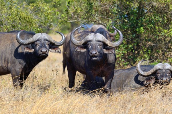 9-Day Kenya Classic Group Joining Safari