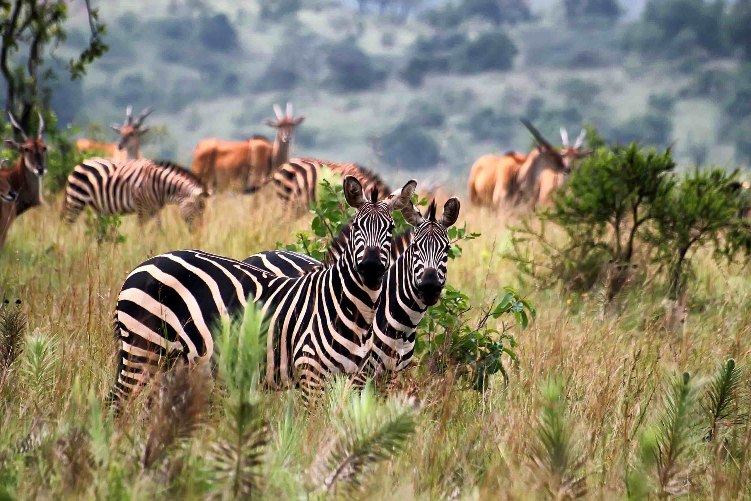 Rwanda Wildlife Safaris: