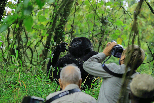 Photographs During Gorilla Trekking in Bwindi