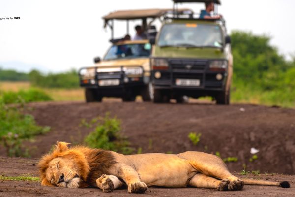 Rwanda Guided Game Drives
