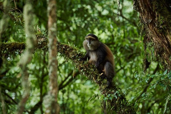 Golden Monkey How Does Golden Monkey Tracking in Volcanoes Compare to Mgahinga?