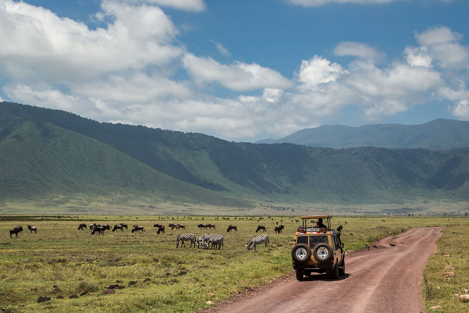 Guided Game Drives in Ngorongoro Crater