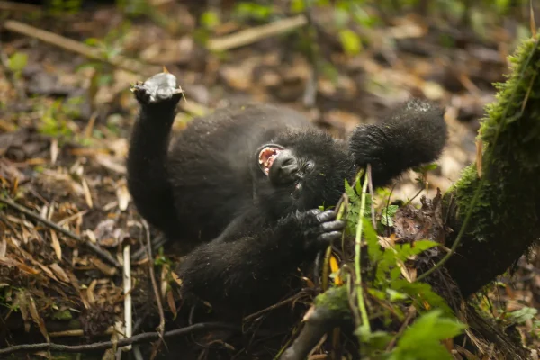 How Far in Advance Should I Book a Gorilla Permit