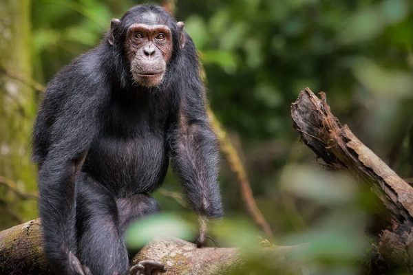 Chimpanzee Tracking