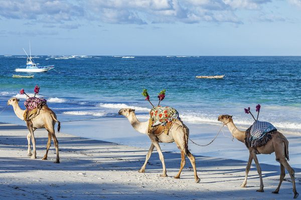 Kenya Beach Holiday Adventures 8-Day Luxury Kenya Trip - Masai Mara and Diani Beach