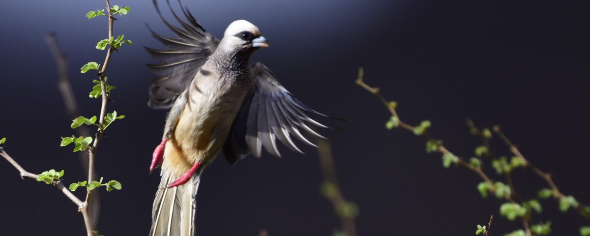 Kenya Birding Safaris