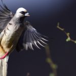 Kenya Birding Safaris