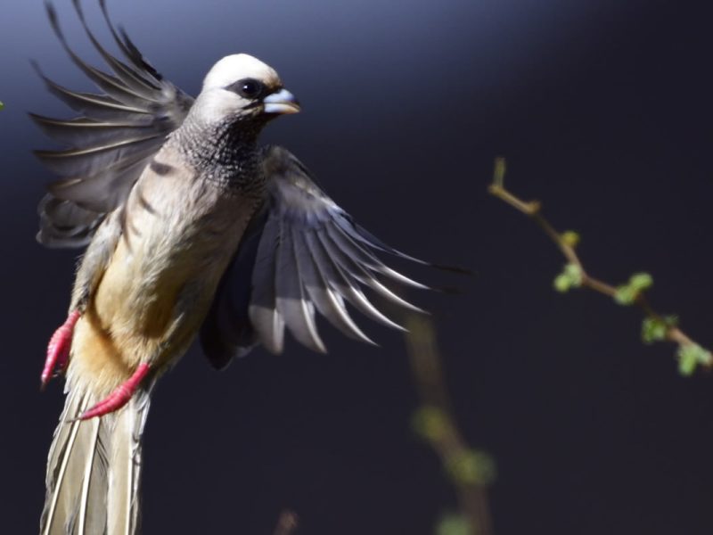 Kenya Birding Safaris
