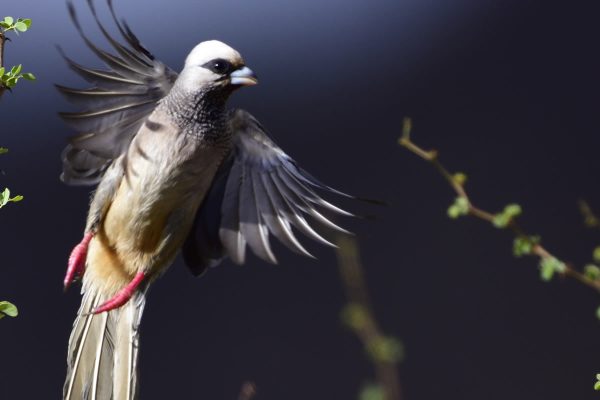 Kenya Birding Safaris Kenya Birding Safaris
