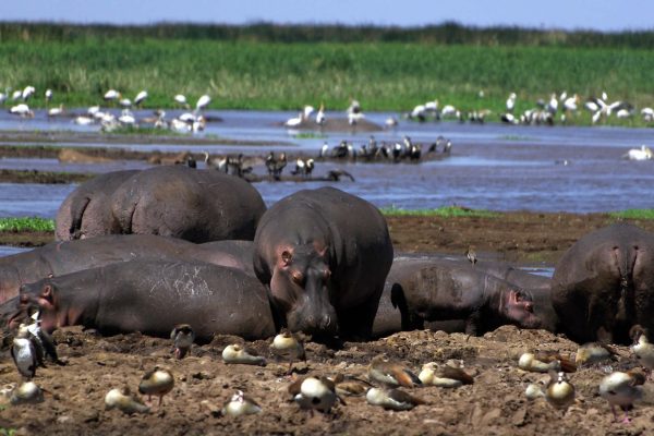 Lake Manyara National Park. Lake Manyara National Park