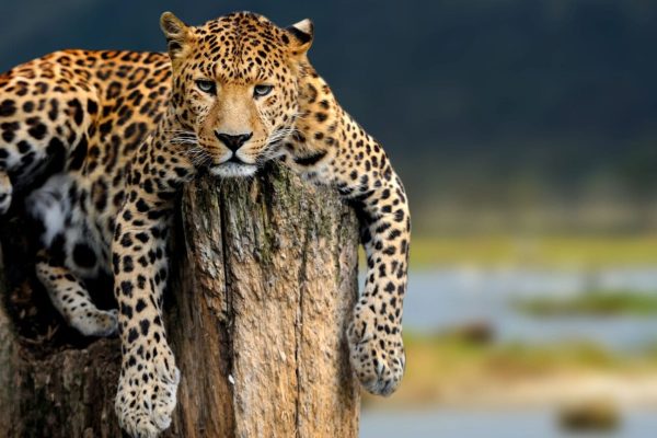 Leopard 1 11-Day Tanzania Highlights Safari – Mid-Range Tour