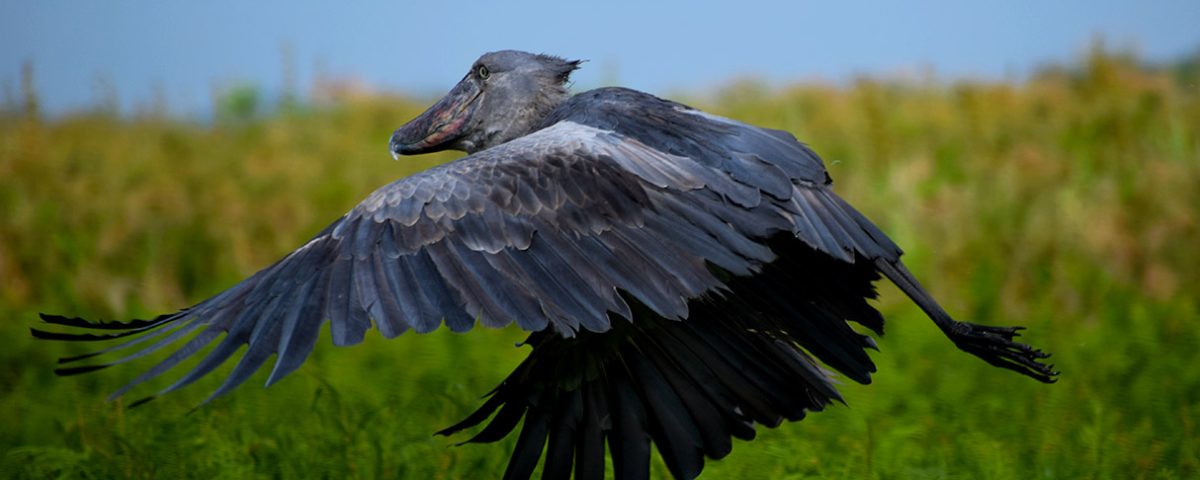 Uganda Birding Safaris Adventures