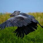 Uganda Birding Safaris Adventures