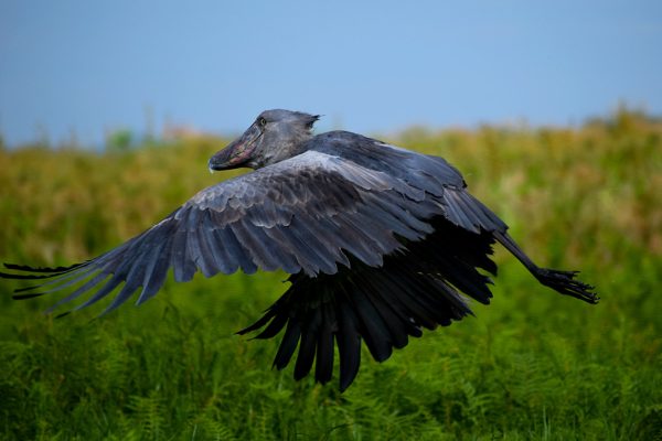 Uganda Birding Safaris Adventures Uganda Birding Safaris Adventures