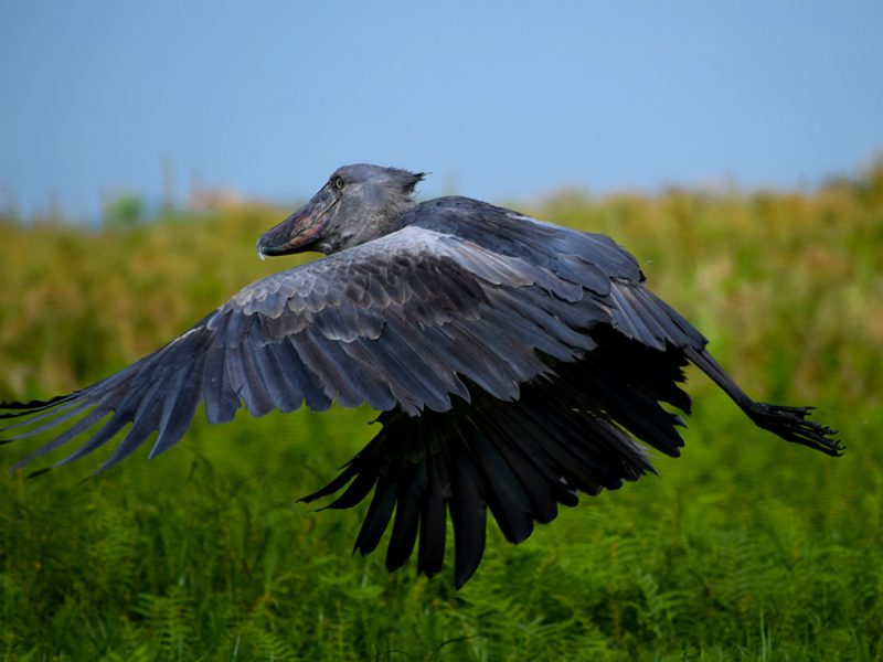 Uganda Birding Safaris Adventures