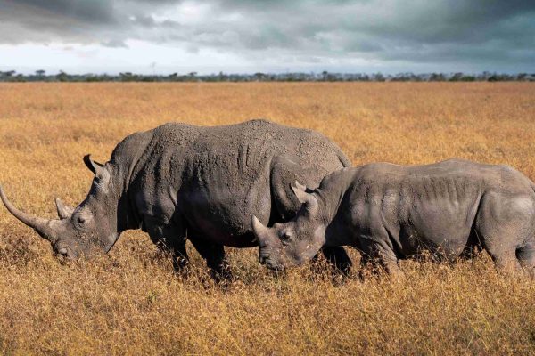 Ol Pejeta Conservancy1 Ol Pejeta Conservancy