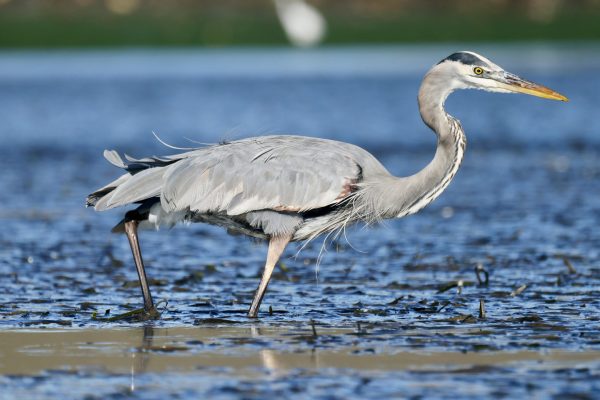 Rwanda Birding Safaris