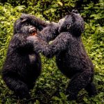 Rwanda Gorilla Trekking Safaris