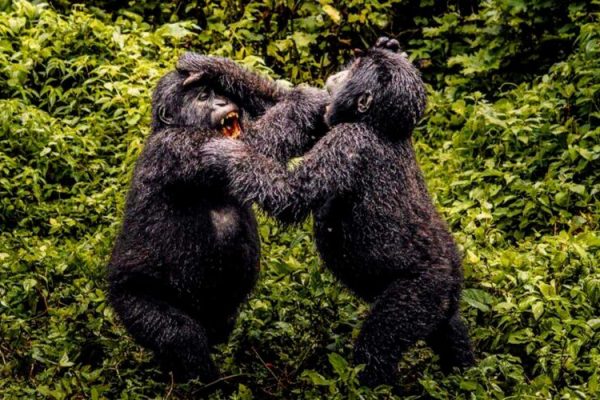 Rwanda Gorilla Trekking Safaris
