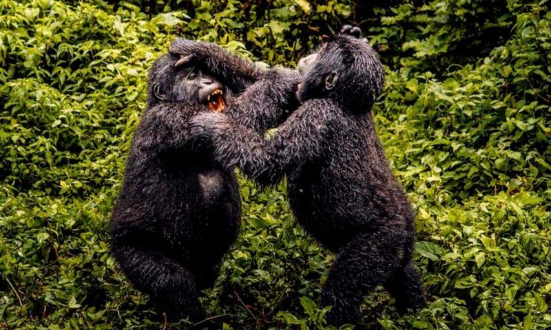 Rwanda Gorilla Trekking Safaris