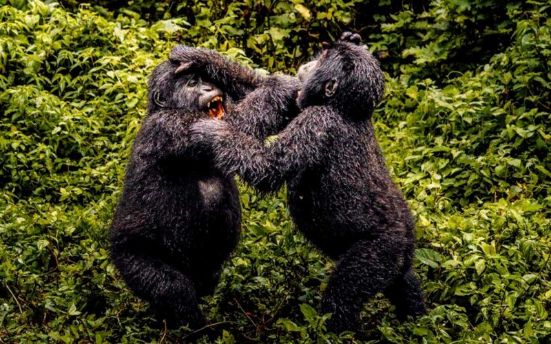Rwanda Gorilla Trekking Safaris