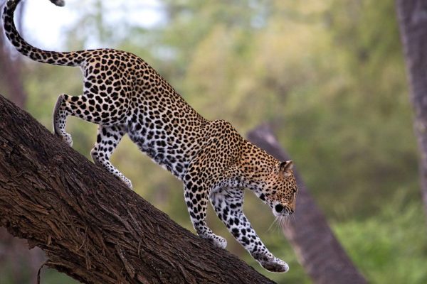 Samburu National Reserve