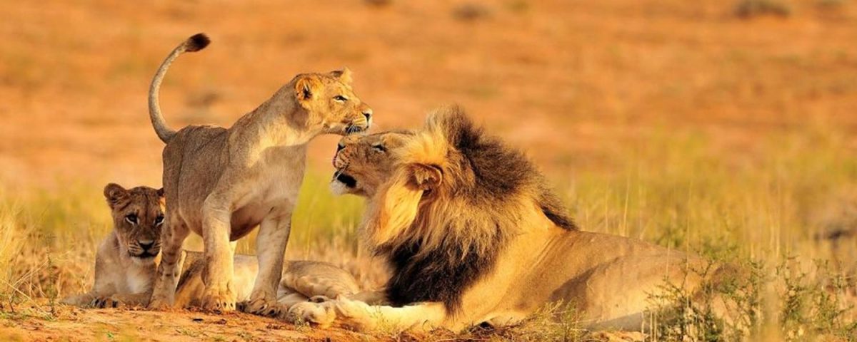 Tanzania Wildlife Safaris