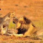 Tanzania Wildlife Safaris